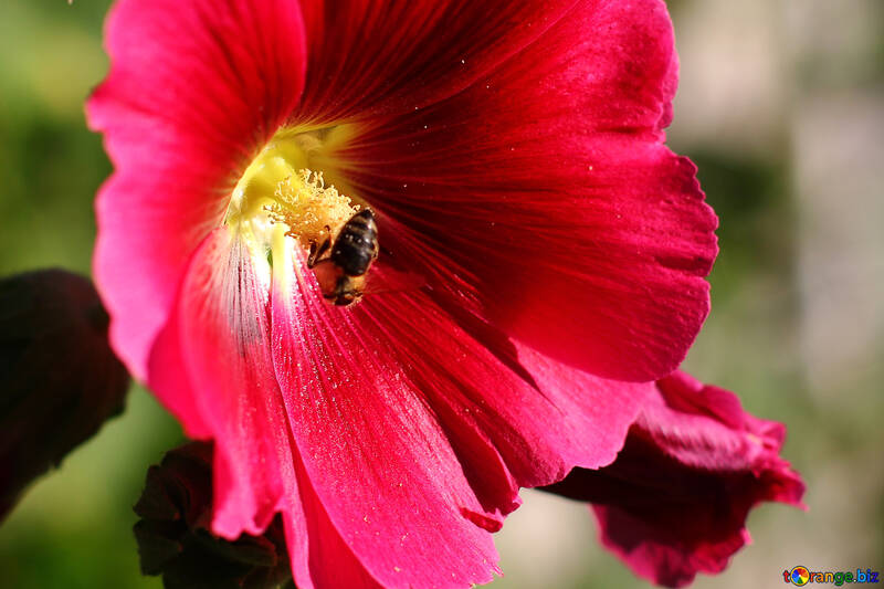 Biene auf Blume №36920