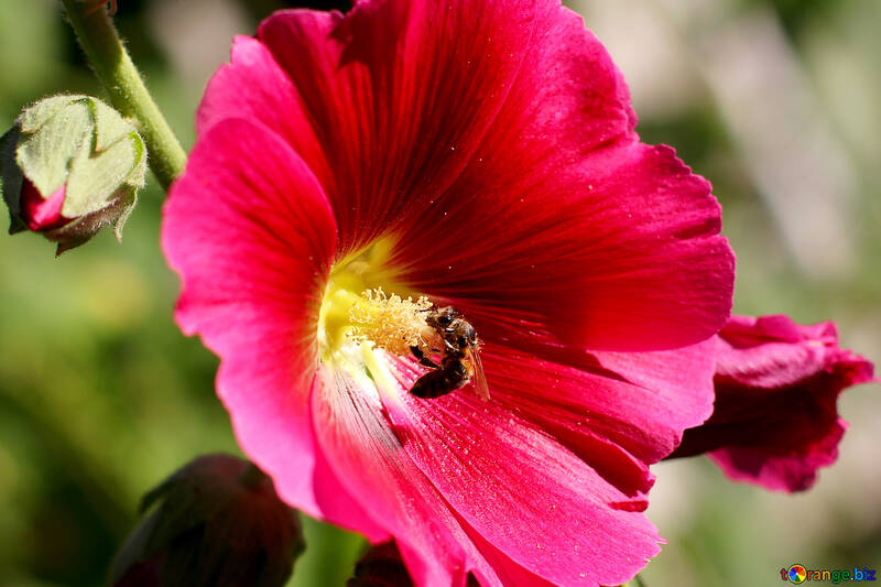 Бджола на великий квітці №36922