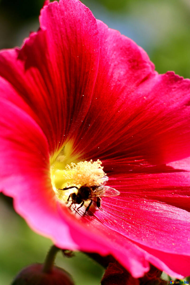 Bee gathering honey №36928