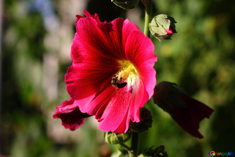 Квітка з бджолою №36924
