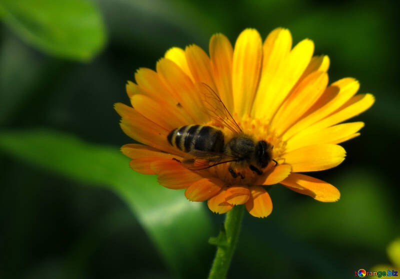 Abeja en flor №36997