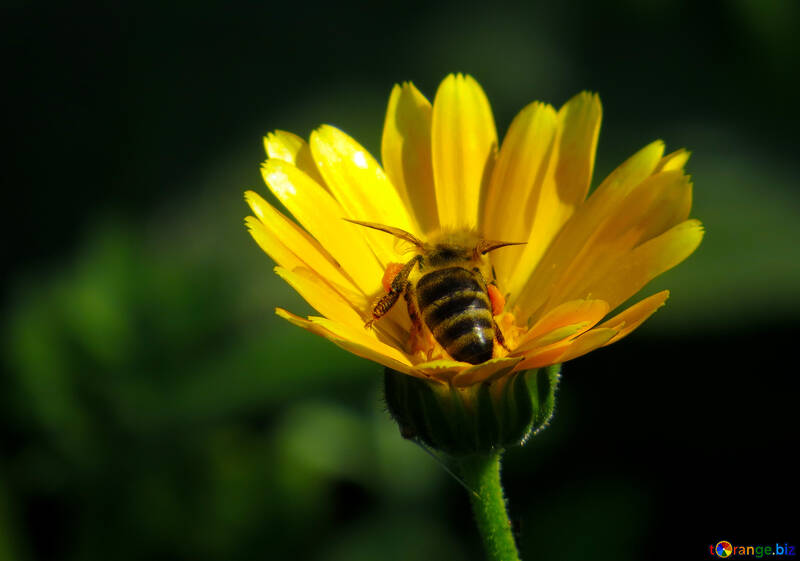 Biene auf gelber Blüte №36999