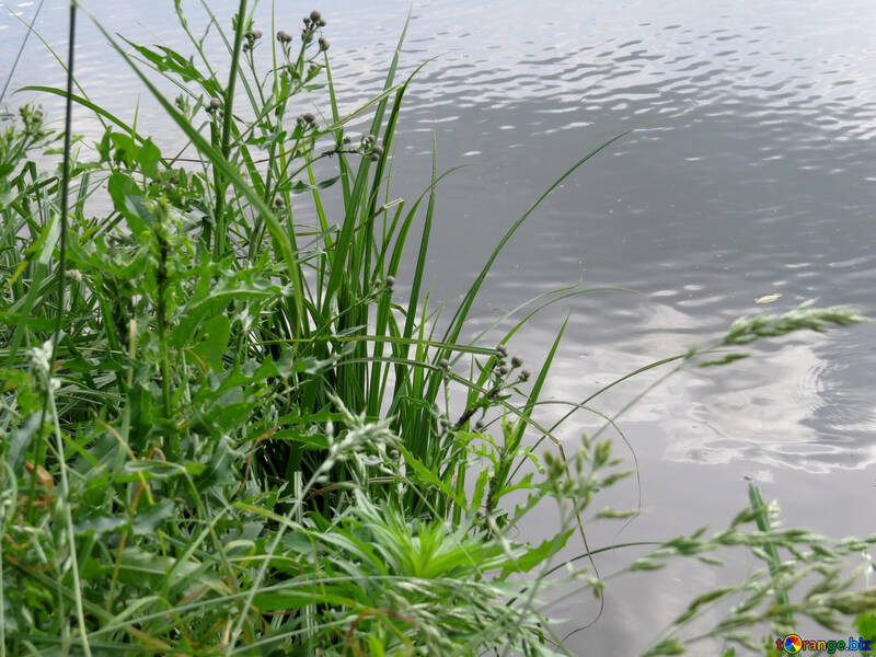 Plants on the banks of the water body №36764