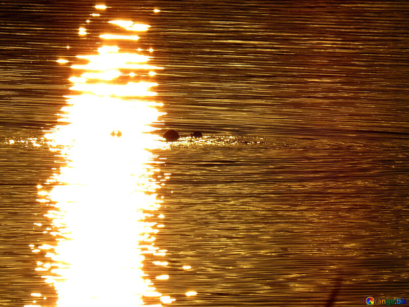 Les gens flottent dans l`eau au coucher du soleil №36411