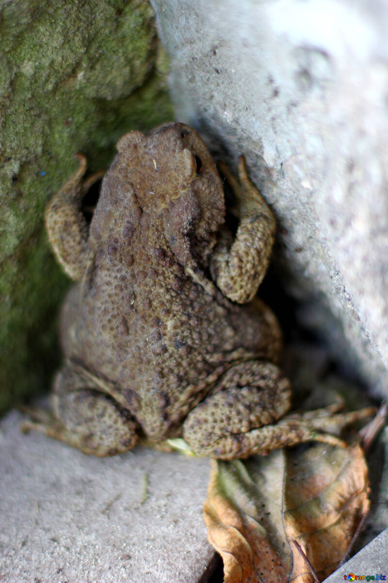 Ground frog №36333