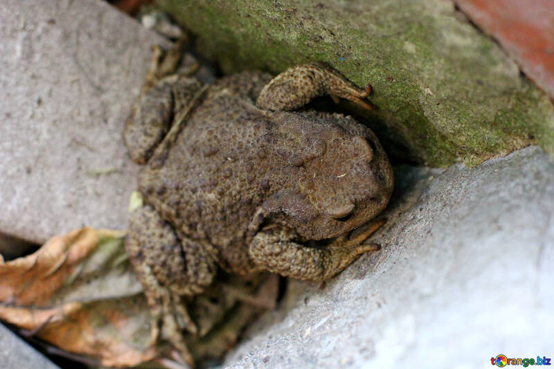 Toad in the corner №36332