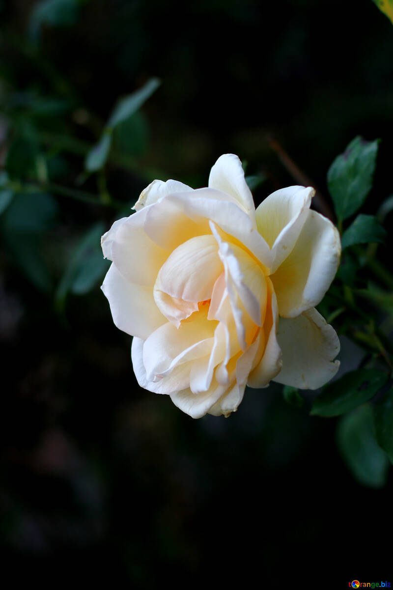Біла троянда на темному фоні №36141