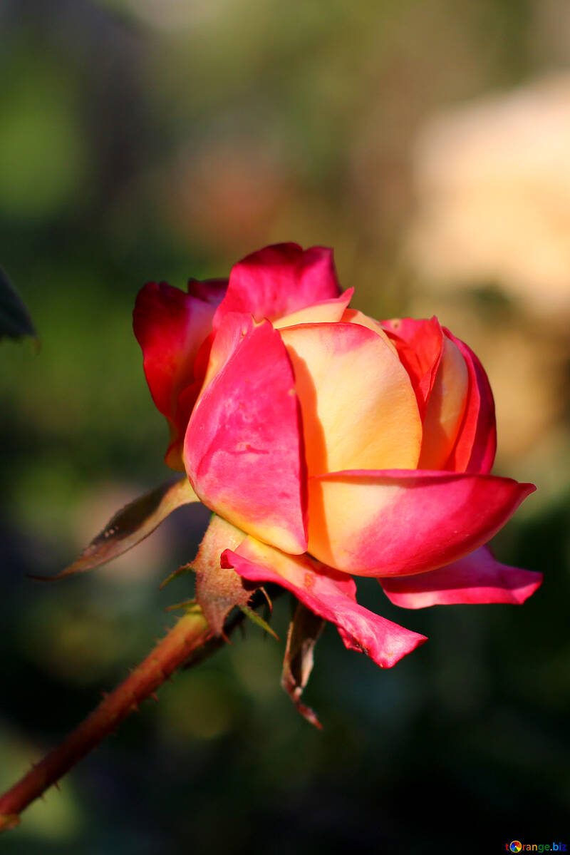 Fiore rosa №36949