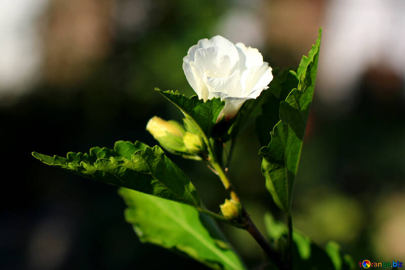 Біла чайна троянда №36937