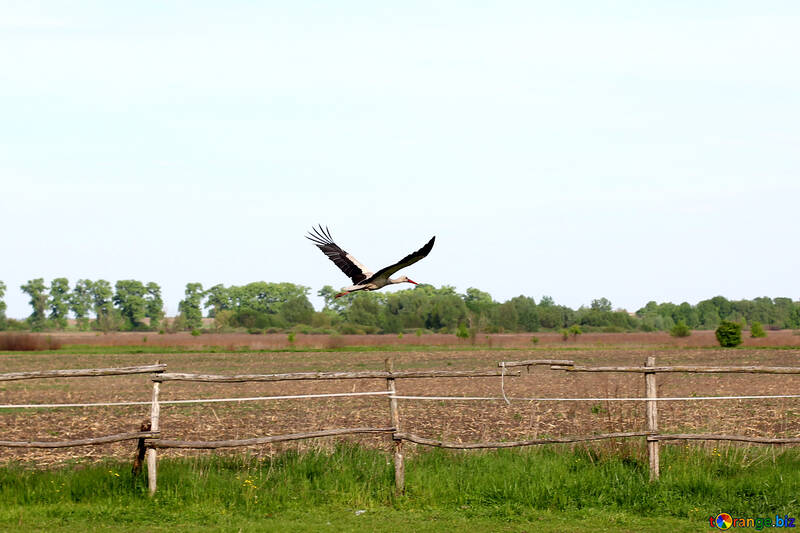 Una cigüeña volando sobre la valla №36802