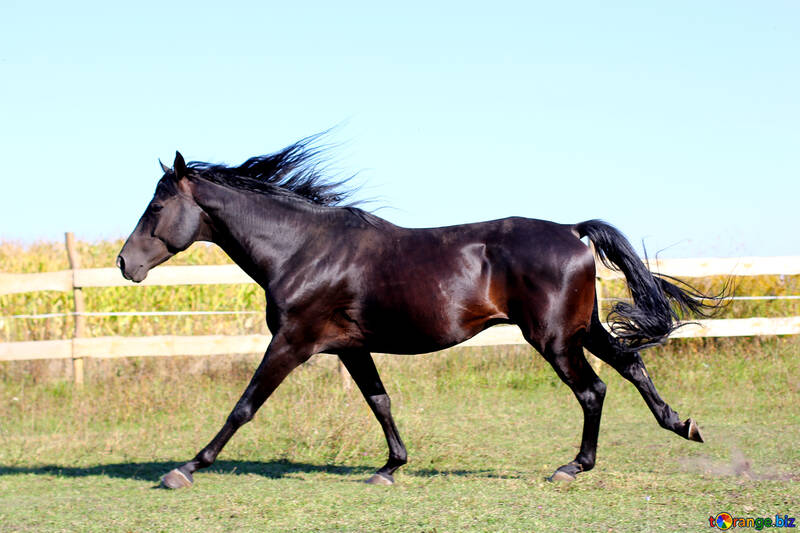 Horse running №36669