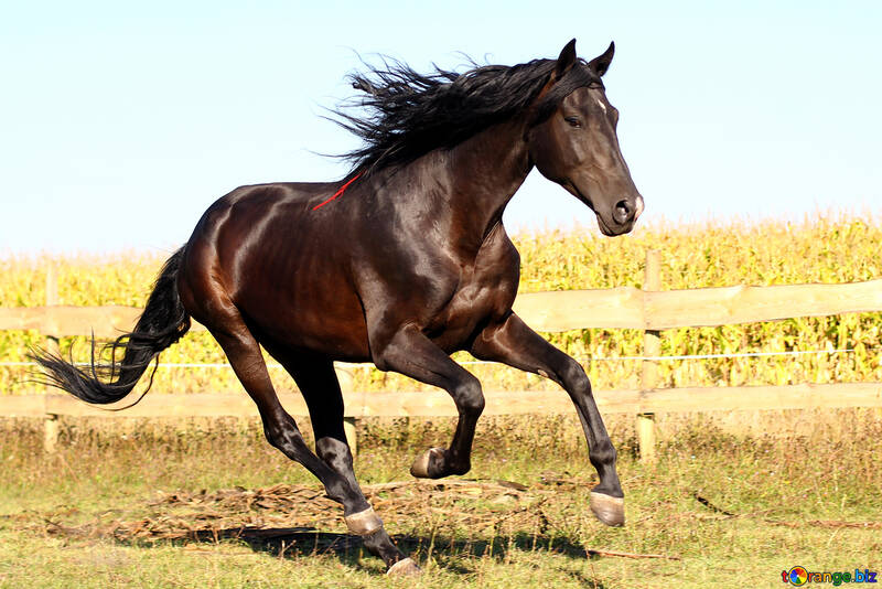 Cavallo №36664