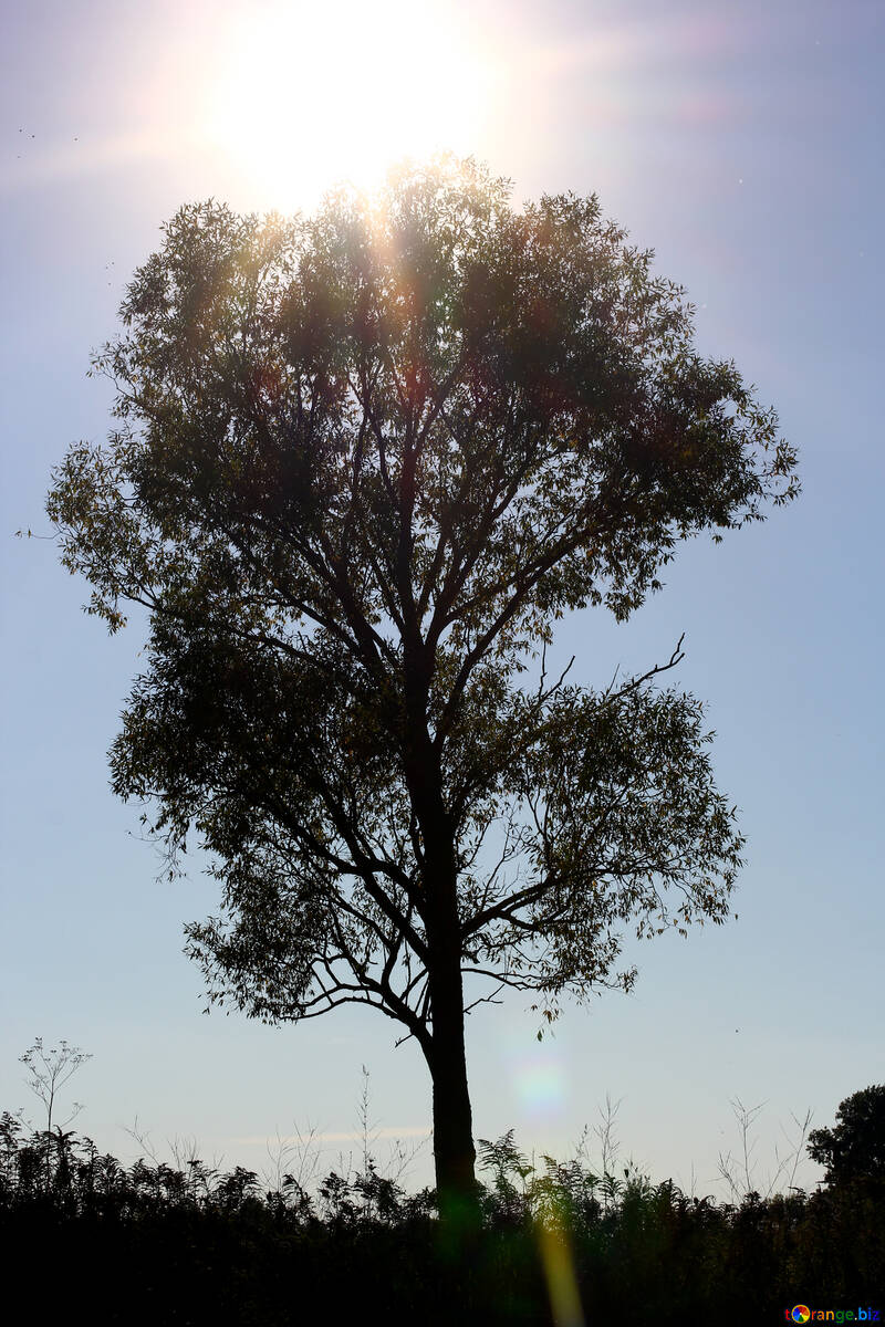 Tree in the Sun №36976