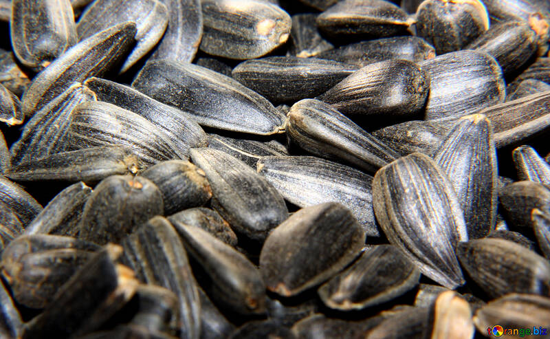 Sunflower seeds №36232