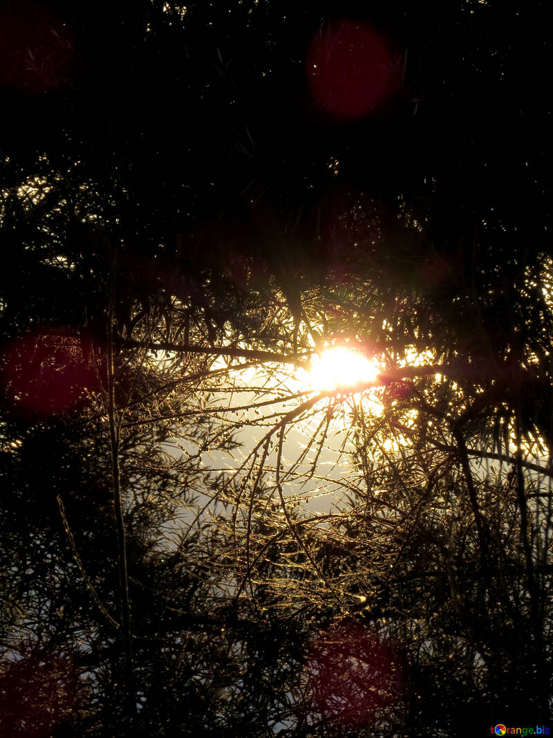 Coucher de soleil dans la forêt №36711