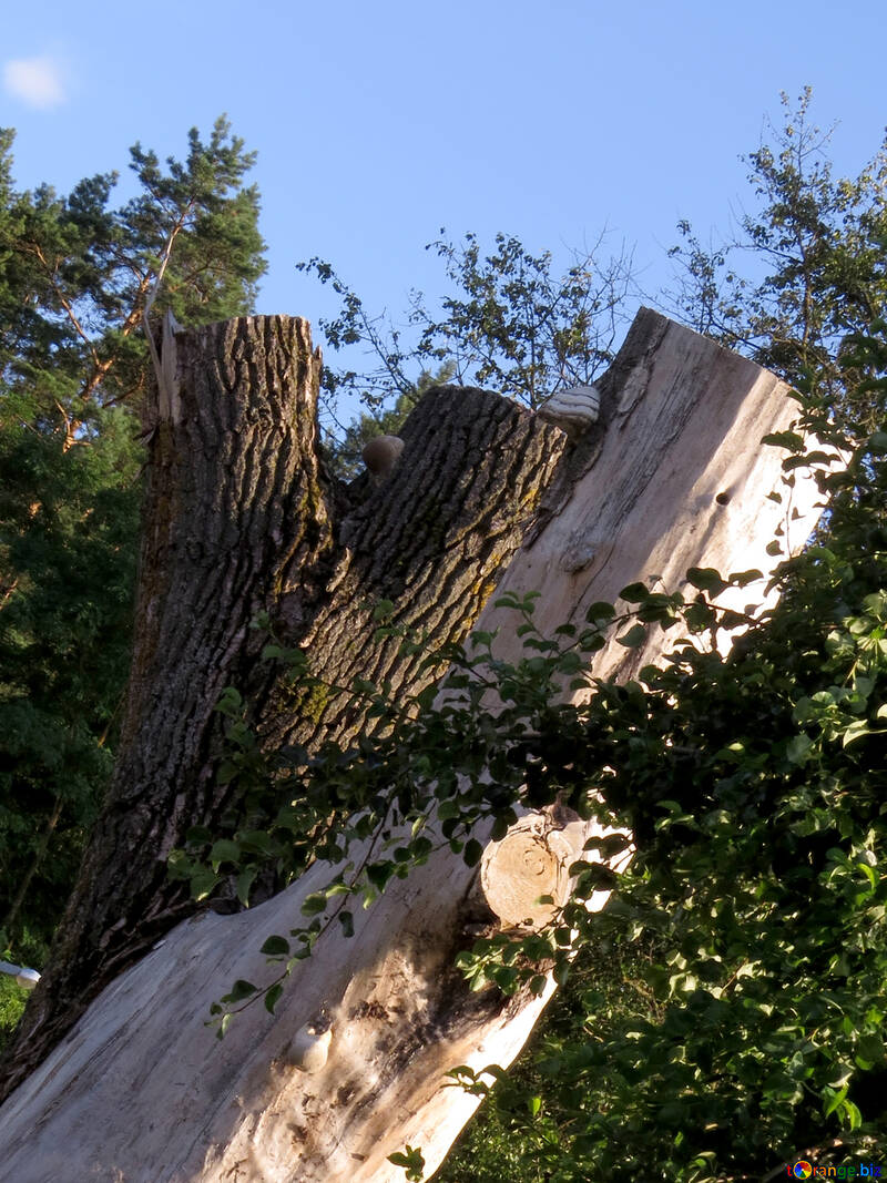Abgeschnittenen Baum №36454