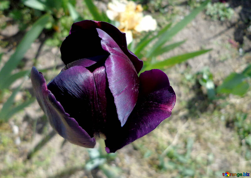 Dark purple Tulip №36844