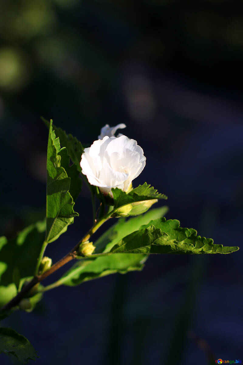 Білий гібіскус квітка №36943