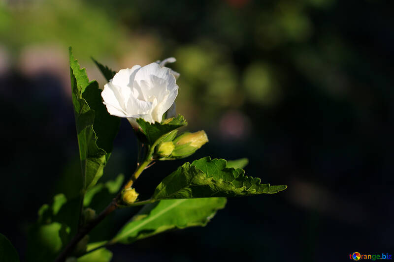 デスクトップ上の白いハイビスカスの花 №36939