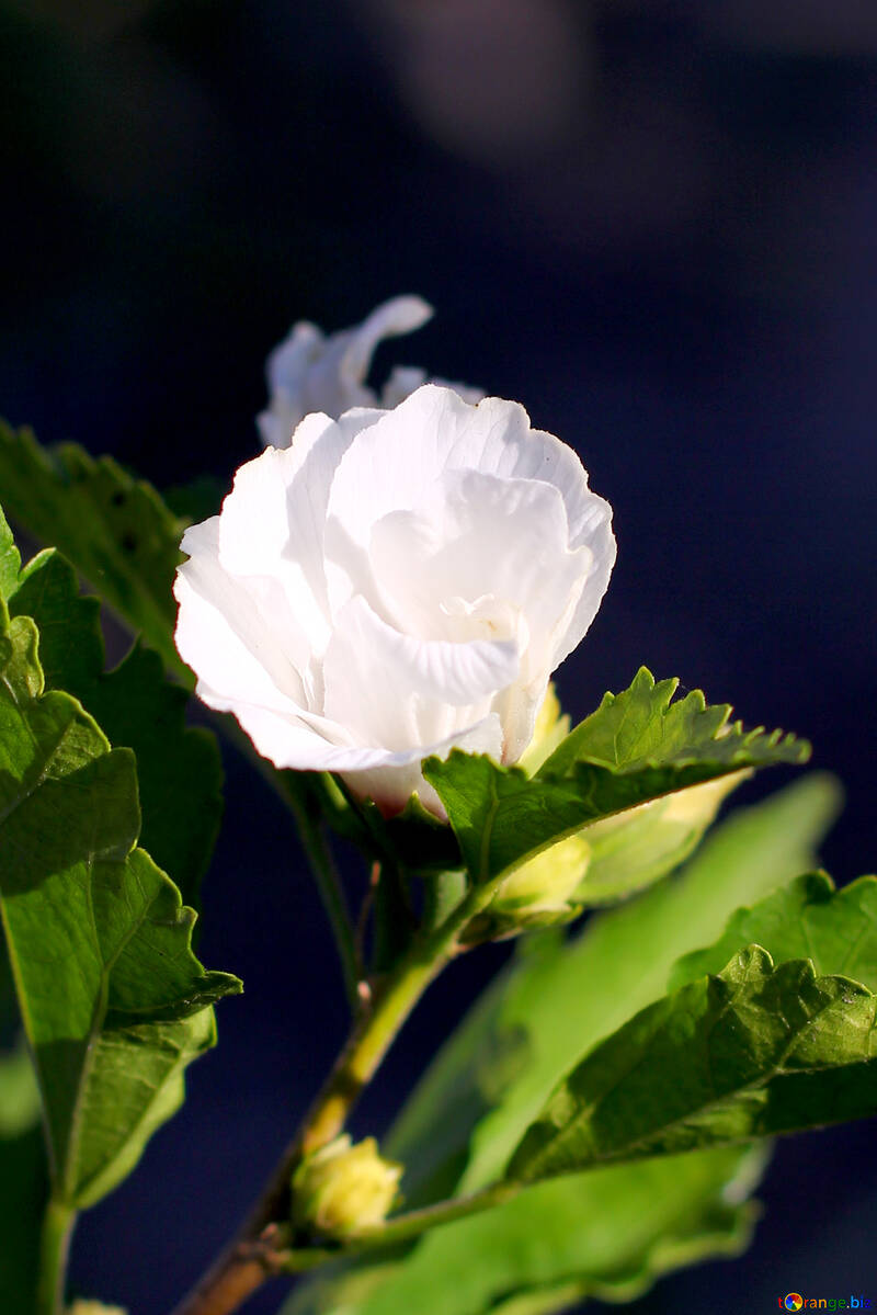 White hibiscus №36945