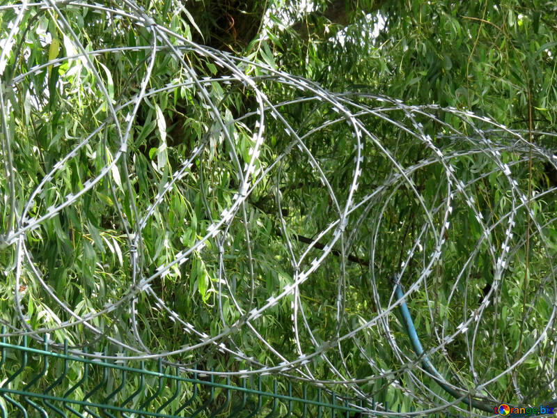 Barbed wire on the fence №36173