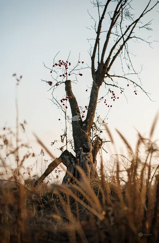 Відреставрована люксова версія Tree without leaves Tree with no leaves, dry grass, subtle contrast №37219