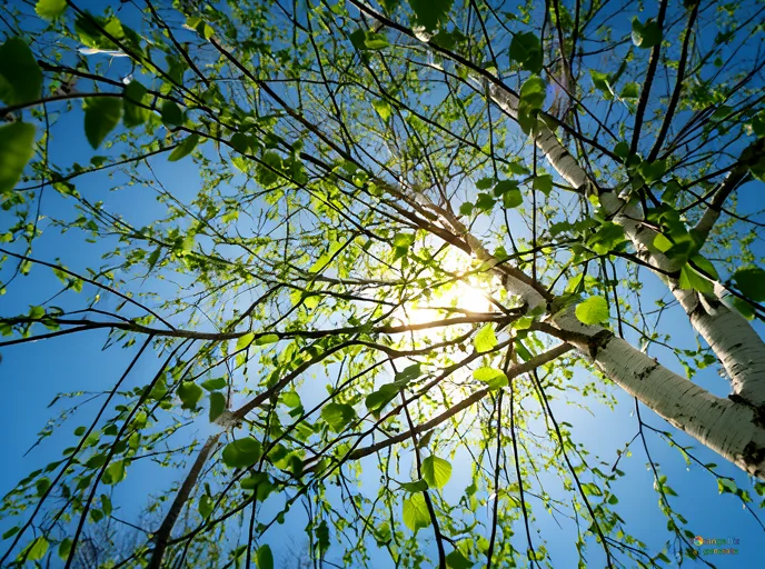 Відреставрована люксова версія Le soleil du printemps №37184