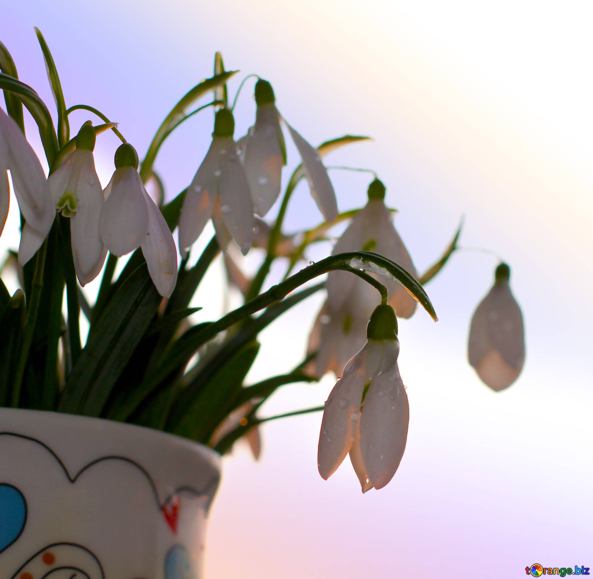 スノードロップのブーケ 無料の写真 最愛の花束 無料の写真 花束 Torange Biz