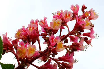 Spring Flower background №37652