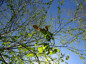 Spring Birch №37183