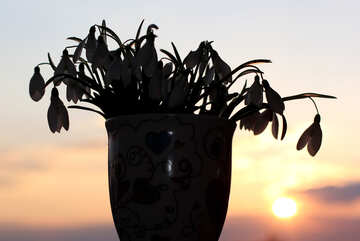 Silhouette del bouquet di bucaneve №37968