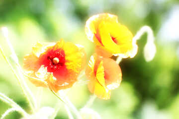 Summer flower №37101
