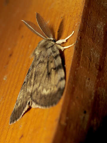 Moth with large moustaches