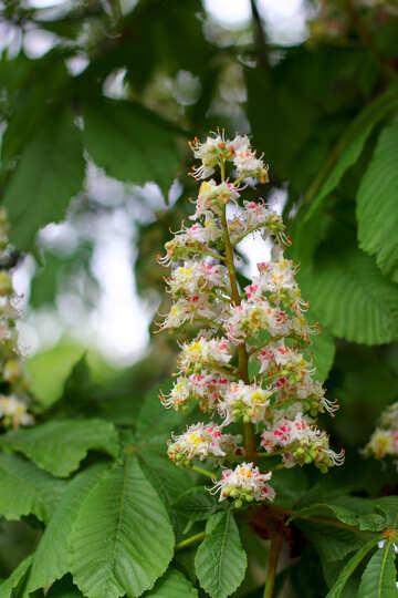 Blooming candle chestnut №37665
