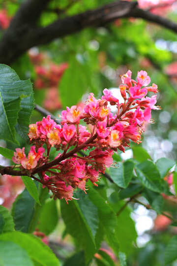 The chestnut flower