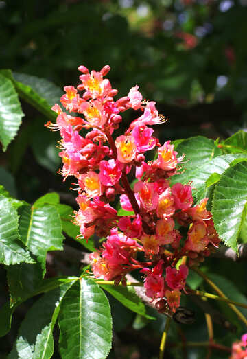 The chestnut flower №37657