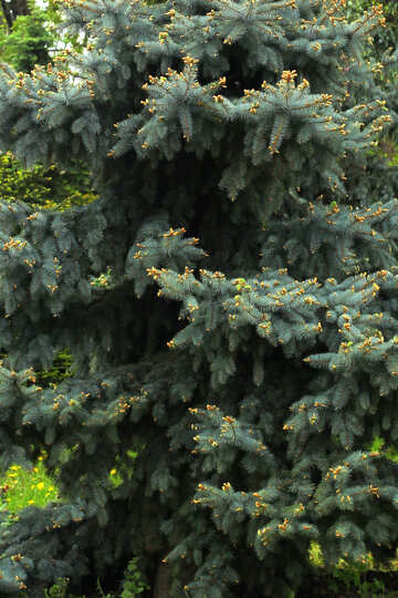 Conifer branches №37676