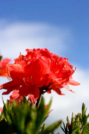 Rhododendron vermelho №37708