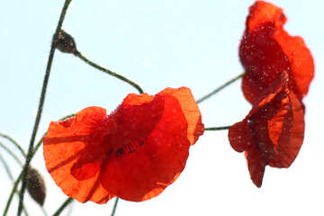 Die Blüten sind rote Mohnblumen auf hellem Hintergrund mit Regentropfen №37064