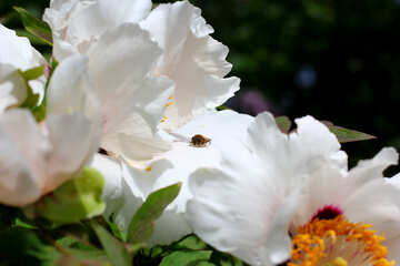 Flores blancas №37522