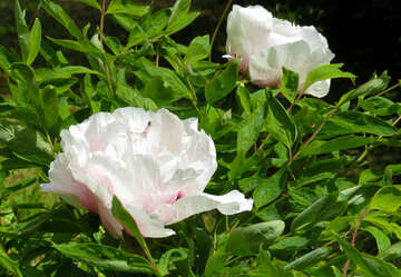 Flores una floración blanca Bush №37321