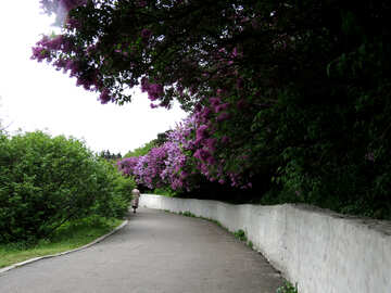 La route dans le jardin fleuri №37311