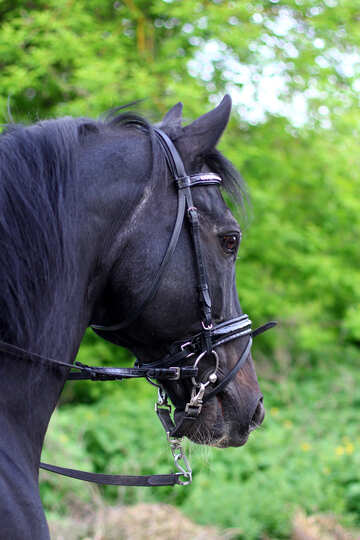 Pferd portrait №37269