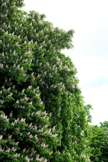 Horse chestnut blossoms №37672