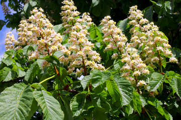 Flowering horse-chestnut №37630