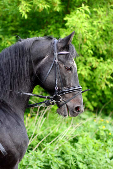 Cavallo №37265