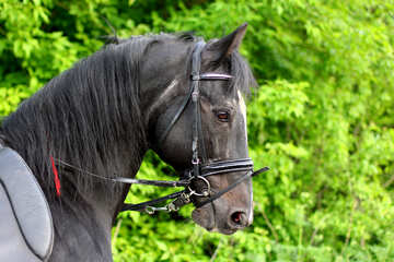 Beautiful horse №37264