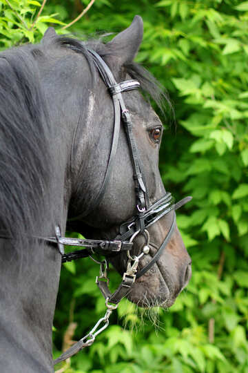 Schönes Pferd portrait №37268