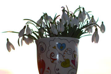 Snowdrops on white isolated №37970