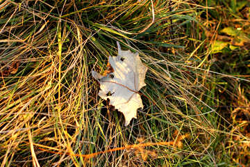 Опалий лист лежить на траві №37224